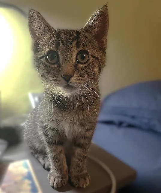 A baby small-sized male Domestic Short Hair cat named Archie for adoption in Sacramento, CA