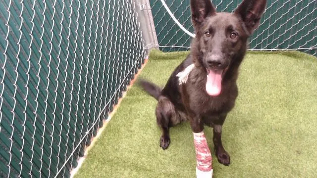 A young large-sized female Belgian Shepherd / Malinois dog named Spooky for adoption in Downey, CA