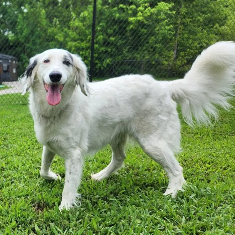 An adult large-sized female White / Cream English Setter dog named Princess for adoption in Benld, IL