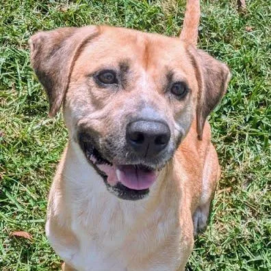 An adult medium-sized male Brown / Chocolate Mixed Breed dog named Messer for adoption in Jeffersonville, IN