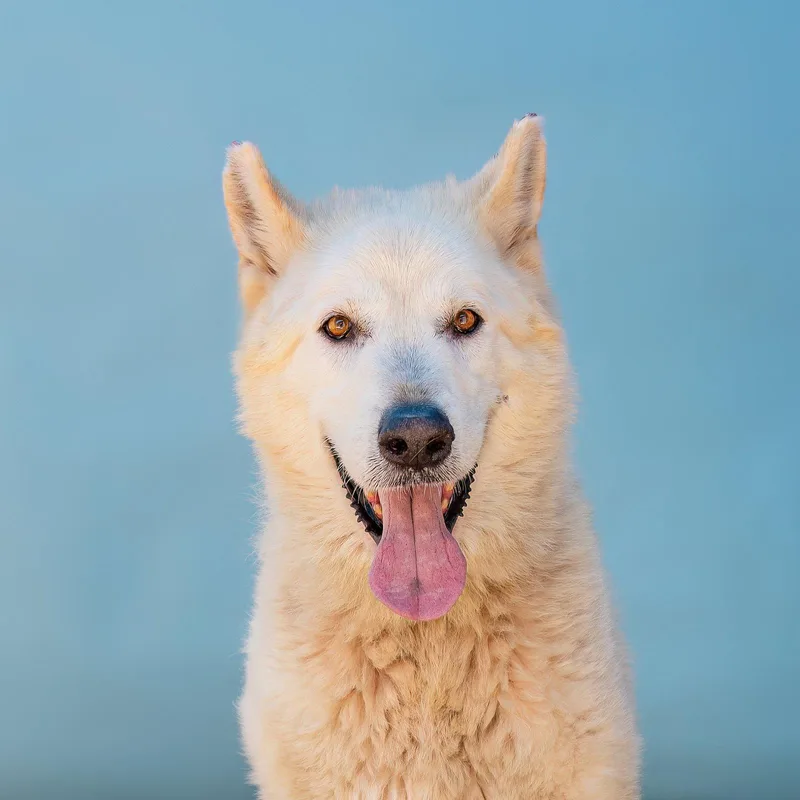An adult medium-sized male Alaskan Malamute dog named Arctic for adoption in Pasadena, CA