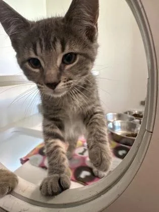 A young medium-sized female Domestic Short Hair cat named Jinx for adoption in Traverse City, MI