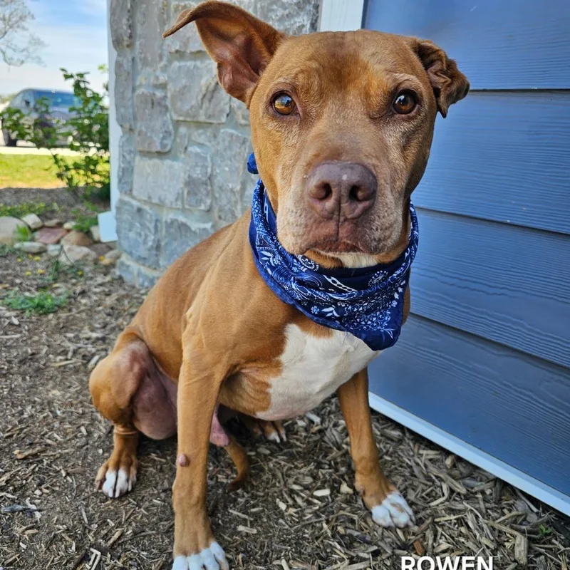 An adult medium-sized male Red / Chestnut / Orange Pit Bull Terrier dog named Rowen for adoption in Madisonville, TN