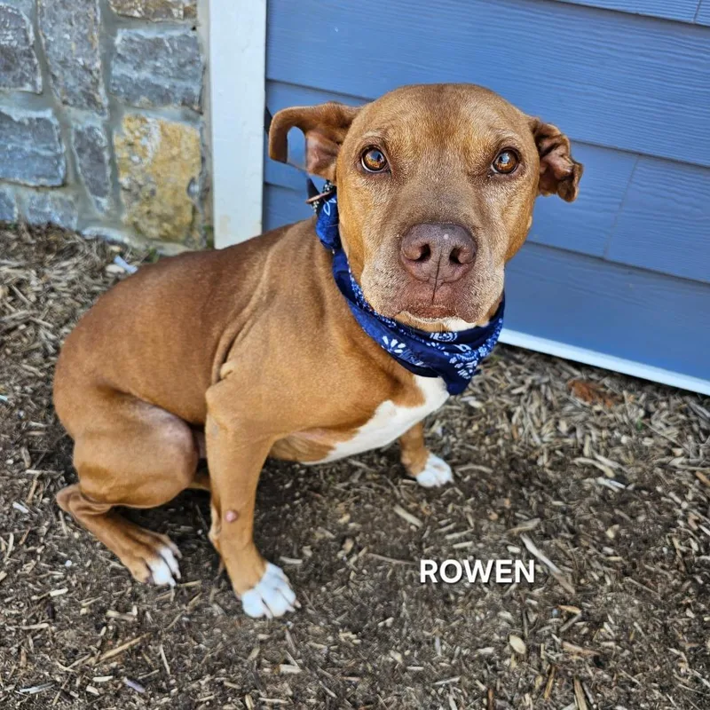 Rowen thumbnail 4