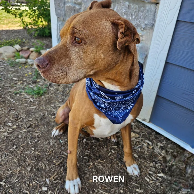 Rowen thumbnail 5