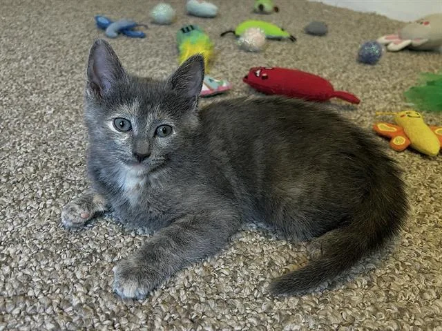 A baby small-sized female Domestic Short Hair cat named Cranberry for adoption in Fort Wayne, IN