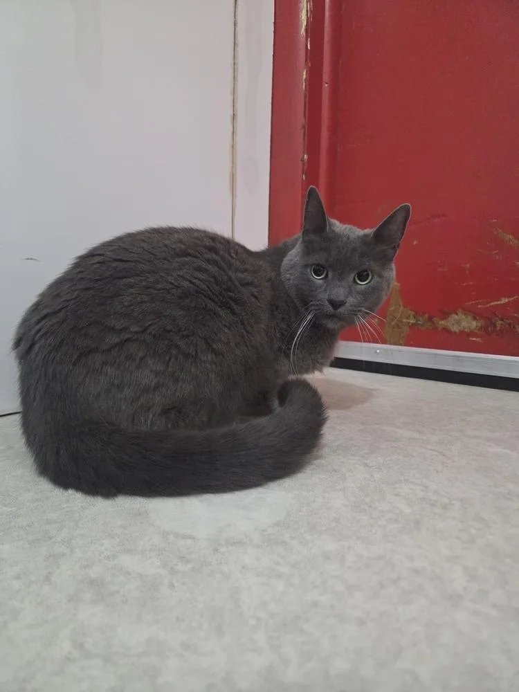 A senior medium-sized male Gray / Blue / Silver Russian Blue cat named Tum Tum for adoption in Salmon, ID