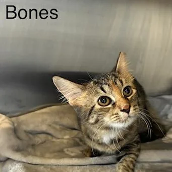 Bones