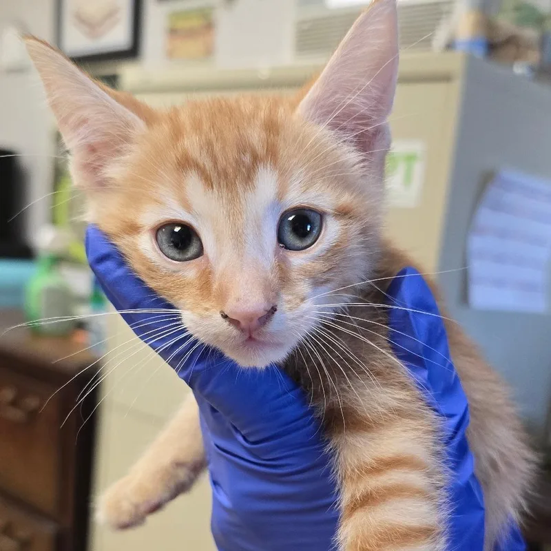 A baby small-sized male Orange / Red Domestic Short Hair cat named Apollo for adoption in East Hanover, NJ