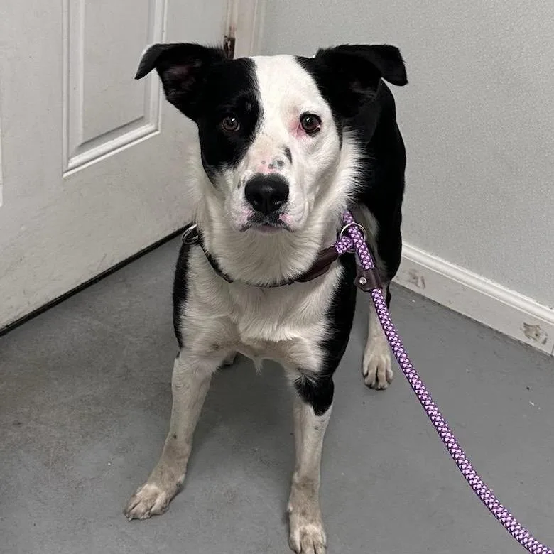 A young medium-sized male Black Mixed Breed dog named Tex for adoption in Troy, IL