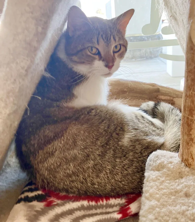 Kris Kringle thumbnail 2