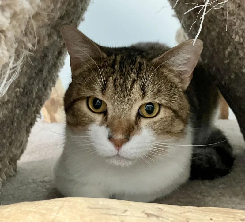 Kris Kringle thumbnail 3