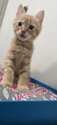 An adult small-sized male Domestic Short Hair cat named Ren for adoption in Berwick, PA