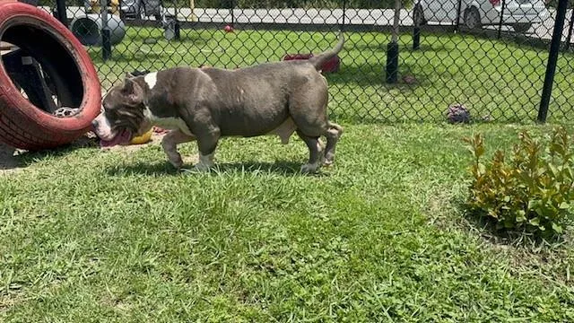 Hank