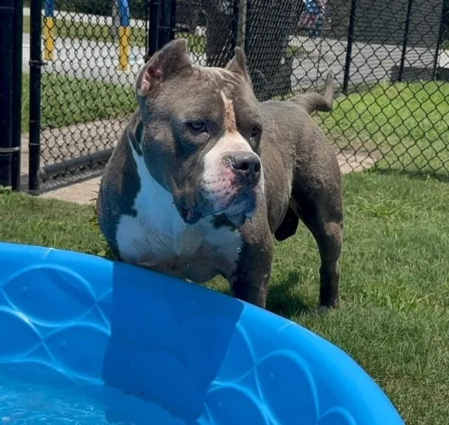 Hank thumbnail 2