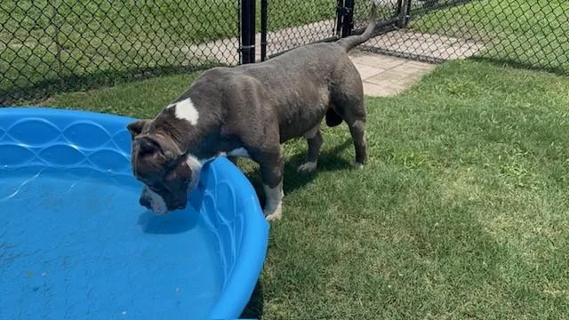 Hank thumbnail 3