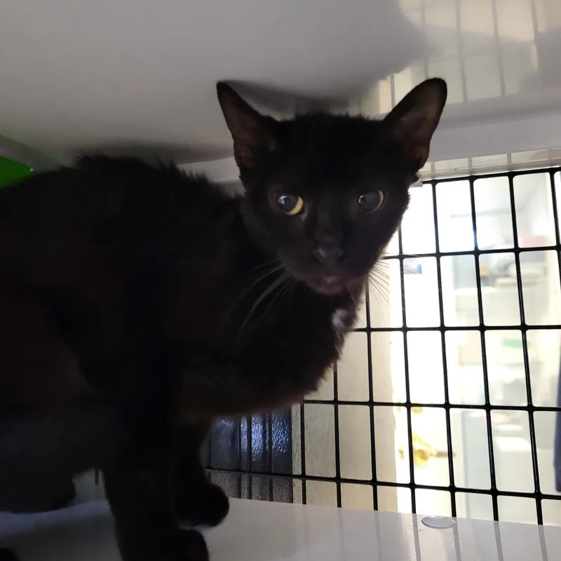 An adult medium-sized female Domestic Short Hair cat named Chocolate Chip for adoption in New York, NY