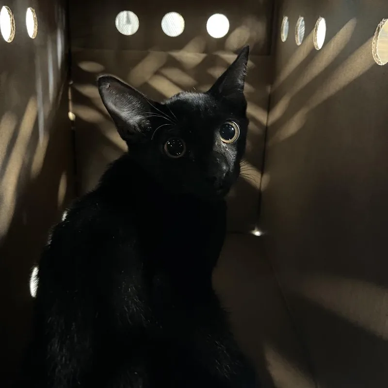 A baby small-sized male Black Domestic Short Hair cat named Jett for adoption in Tampa, FL