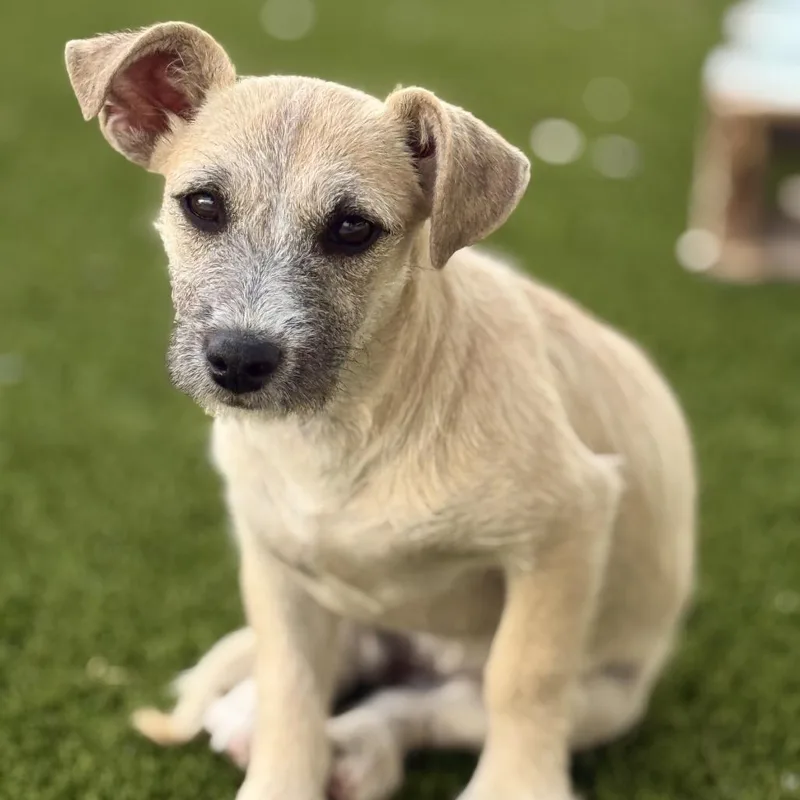 Cora  Cute Terrier thumbnail 3