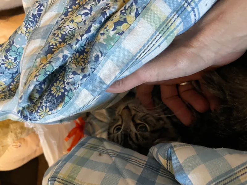 Mouse And Dresden thumbnail 2