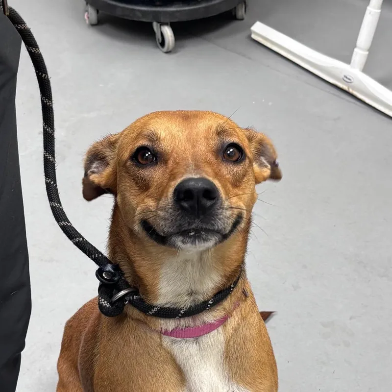 A baby medium-sized female Brown / Chocolate Mixed Breed dog named StrayMillerRoad for adoption in Columbus, GA