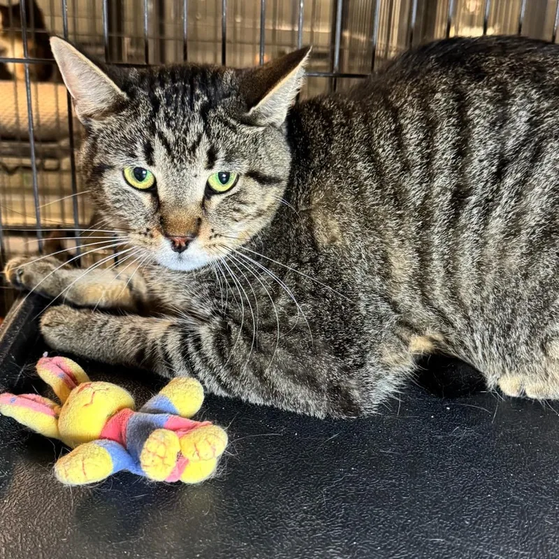 An adult medium-sized male Domestic Short Hair cat named Turbo for adoption in Saginaw, MI