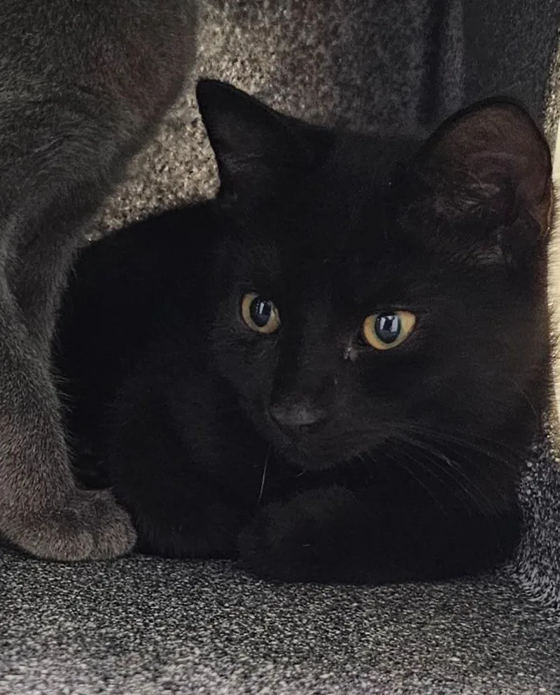 A baby small-sized male Domestic Short Hair cat named Bojack for adoption in Athens, TN