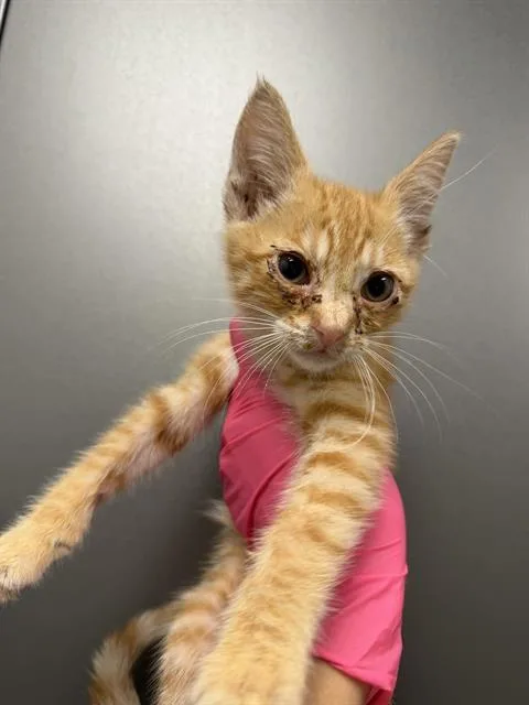 A baby small-sized male Domestic Short Hair cat named Ra for adoption in Ontario, CA