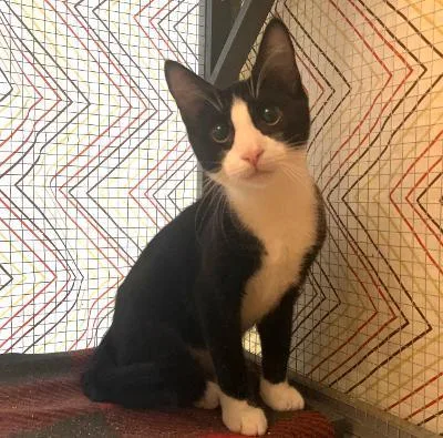 Archie