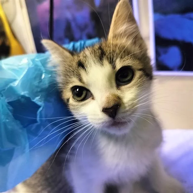 A baby small-sized female Domestic Short Hair cat named Shasta for adoption in Pueblo, CO