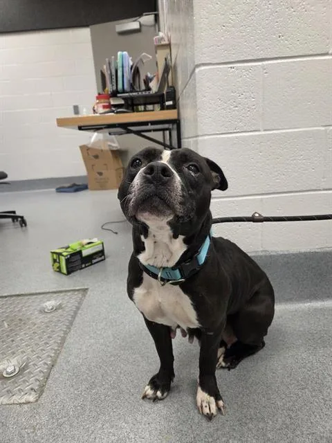 An adult medium-sized female Pit Bull Terrier dog named Sadie Jolene Sue for adoption in Indianapolis, IN