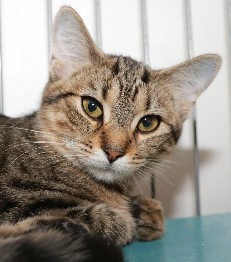 A baby medium-sized female Tabby (Brown / Chocolate) Domestic Short Hair cat named Sorbet for adoption in Cincinnati, OH