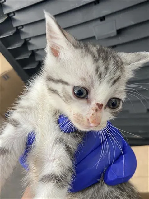 A baby medium-sized male Domestic Short Hair cat named Eeyore for adoption in Dallas, TX