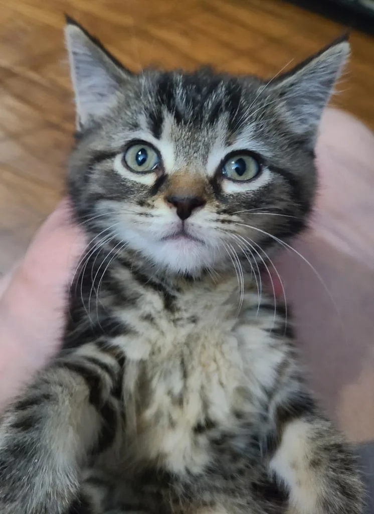 A baby medium-sized female Domestic Short Hair cat named Brynne for adoption in Portland, IN