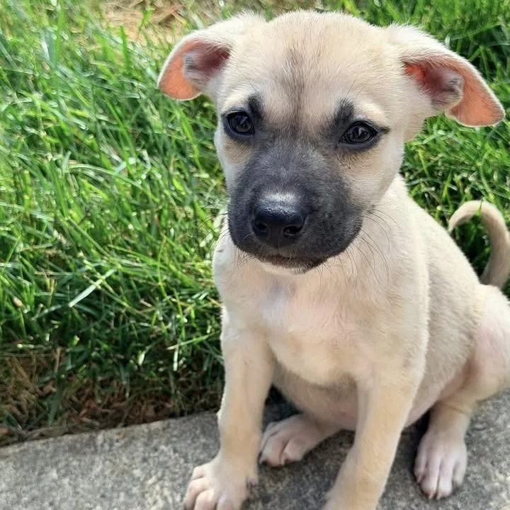 A baby medium-sized female Hound dog named Bibibop for adoption in Ellicott City, MD
