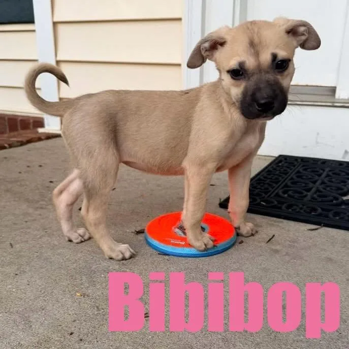 Bibibop thumbnail 2