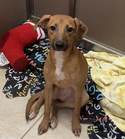 A young medium-sized female Mixed Breed dog named May for adoption in Honolulu, HI