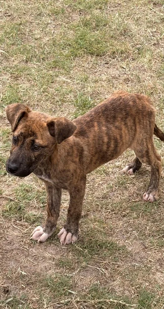 A baby small-sized female Mixed Breed dog named Plum for adoption in Effingham, SC