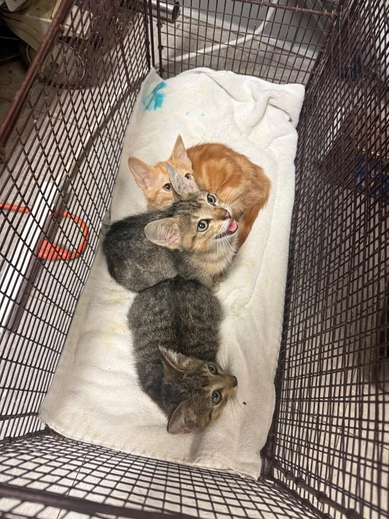 A baby medium-sized male Domestic Short Hair cat named Corduroy for adoption in Sorrento, LA