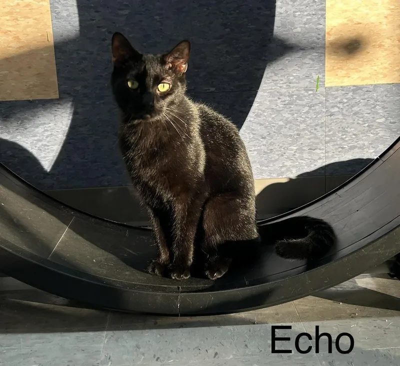Echo thumbnail 5