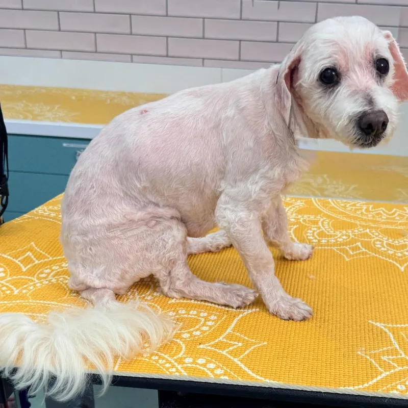 A senior small-sized male White / Cream Poodle (Toy) dog named Derby for adoption in San Francisco, CA