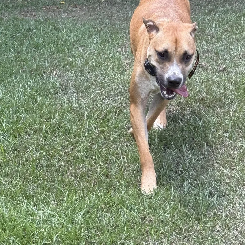 A young medium-sized male Tricolor (Brown, Black, & White) Pit Bull Terrier dog named Rio for adoption in Mount Hermon, LA