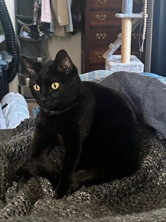 An adult medium-sized female Domestic Short Hair cat named Bertha Bombshellf for adoption in Fort Lupton, CO