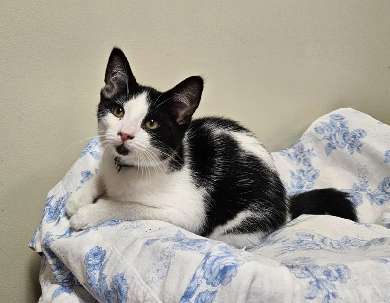 A baby small-sized male Domestic Short Hair cat named Snoopy for adoption in Fremont, OH