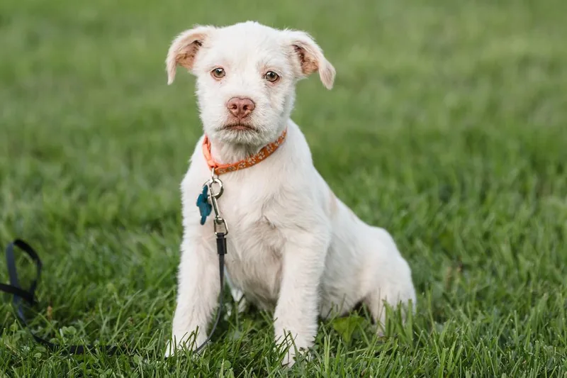 A baby small-sized male Terrier dog named Newfoundland for adoption in Waunakee, WI