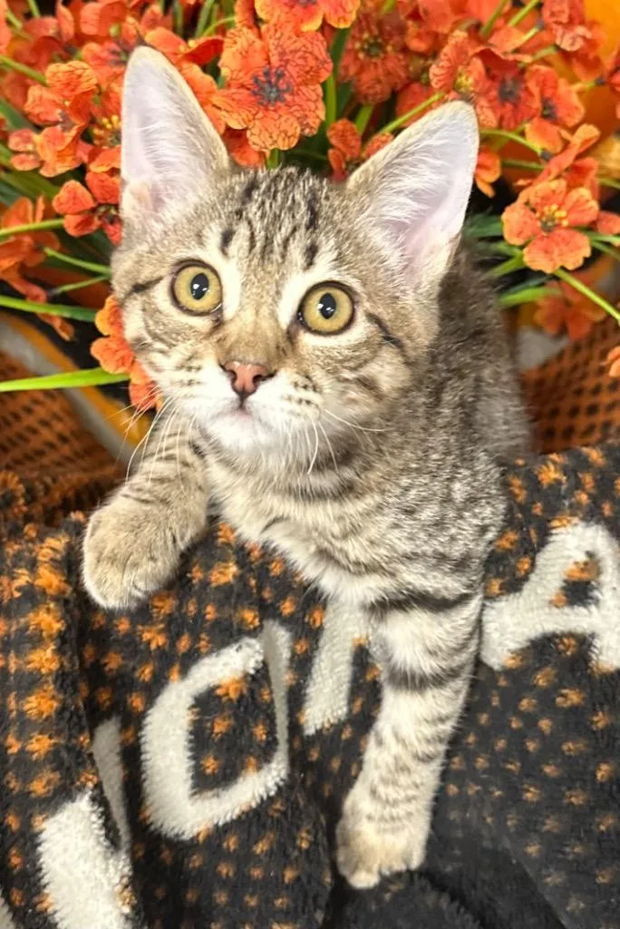 A baby small-sized female Domestic Short Hair cat named Faith for adoption in Stillwater, OK