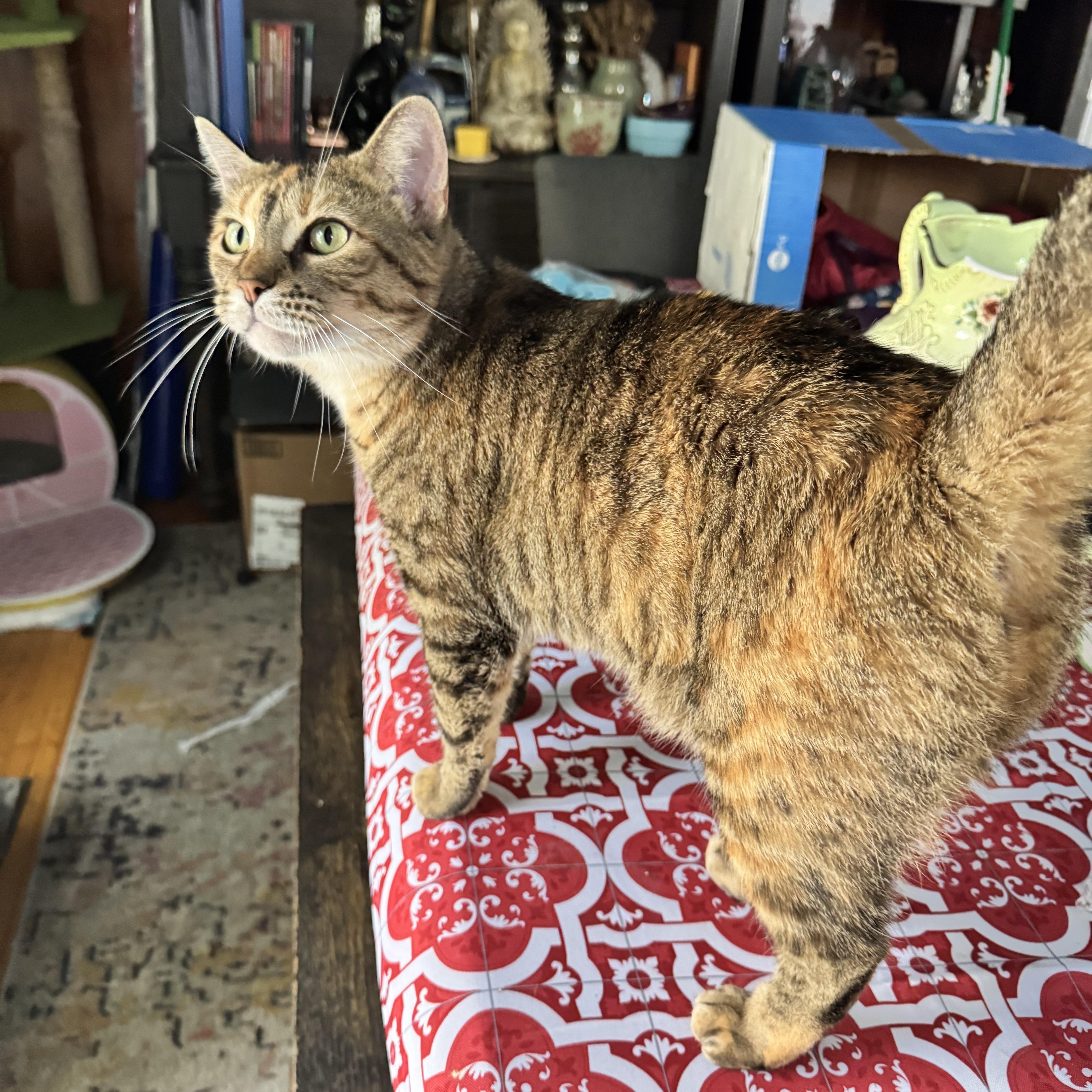 Macchiato thumbnail 2