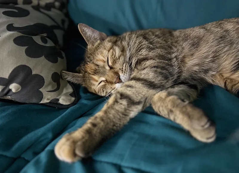 Macchiato thumbnail 3