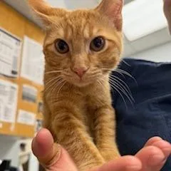 A baby small-sized female Orange / Red Domestic Short Hair cat named Nala for adoption in Durango, CO