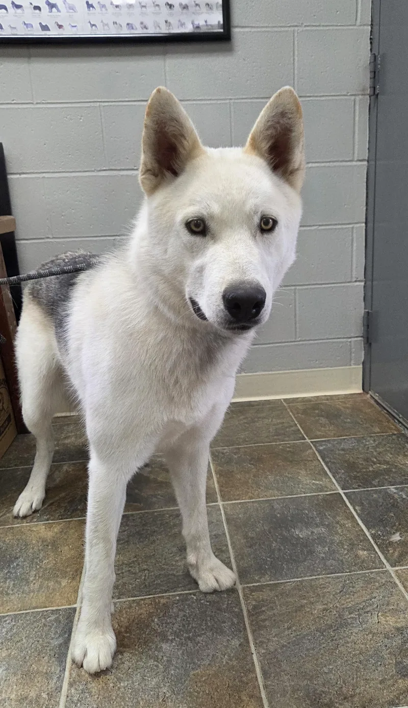 A young large-sized male White / Cream Siberian Husky dog named Sampson for adoption in Parsons, KS